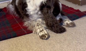 Bonnie Spaniel Is Ready For Bedtime Stories