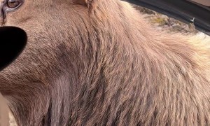 Young Elk Inspects Car