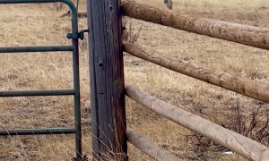 Mountain Lion Chases Coyotes From Carcass