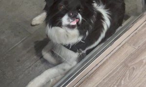 Dog Smiles At The Door