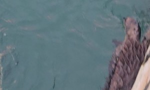 Squeaking Otter Pup Sneaked Away