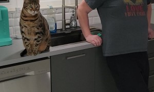 Person Playfully Pranks Bengal Cat