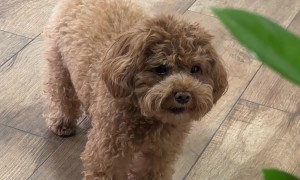 Dog Meows Like a Cat