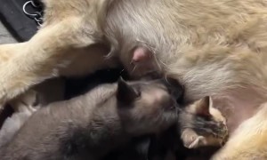 Lost Kittens Feed From Patient Momma Dog