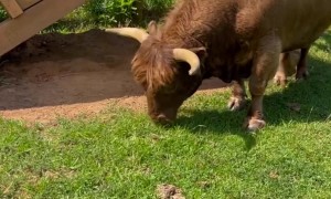 Huckleberry the Bull Gets Himself Stuck In a Shed