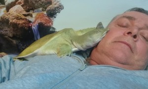 Affectionate Softshell Turtle Cuddles