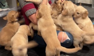Golden Retriever Puppies Reunite With Nurse Who Delivered Them