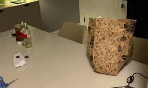 Kittens Hold Secret Meeting Under Table