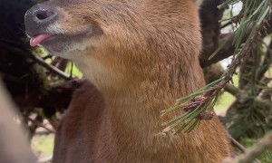 Feeding a Friendly Muntjac Deer