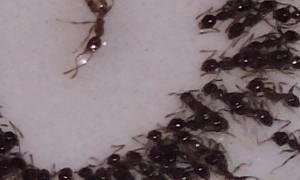 Ants Appear to Hold Funeral for Their Queen