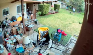 SmackDown Puppy Edition