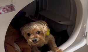 Yorkie Goes Feral For Warm Dryer