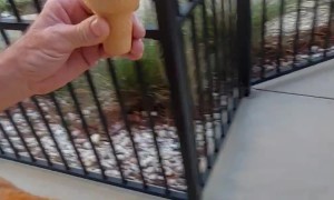 Stanley Devours Ice Cream in One Bite