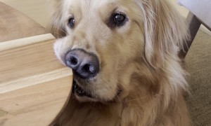 Golden Creates Funny Face Asking for Food