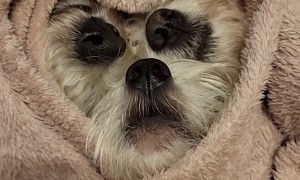 Three Dog Noses Under a Blanket
