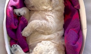 Goldendoodle Easter Egg