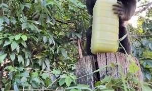 Monkey Runs Off With Stolen Sugarcane Juice