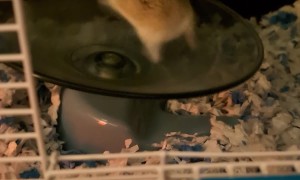 Fast and the Furriest Hamster