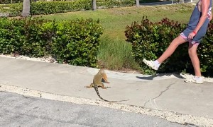 Iguana Has a Strong Whip