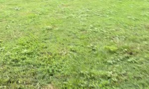 Man Finds Massive Stick Bug in Backyard