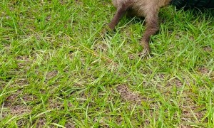 Baby Sloth Touches Grass For First Time
