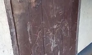 Equine Escape Artist