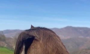 Baby Goat Wears Clip-On Earrings