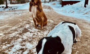 Patient Dogs Wait Like Statues