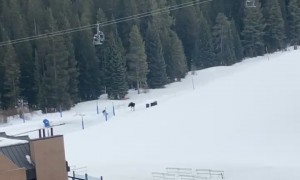 Woman Films Moose Chase From Her Condo