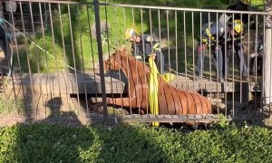 Firefighters rescue horse from ditch