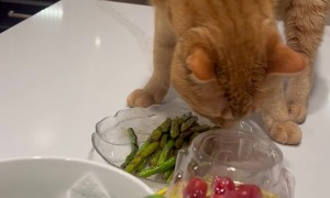 Cat Tries to Bury My Asparagus