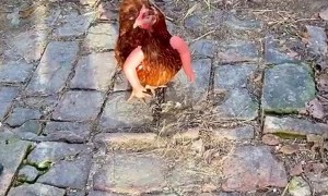 Hen Sports New Appendages