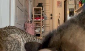 Two Cats Come In Racing for Dinner