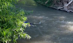Boy Floats Down River in a Life Jacket