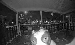 Dog Rings the Doorbell to Come Inside
