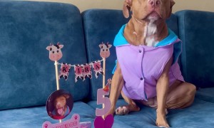 Kira the Dog is Excited to Celebrate Her Birthday