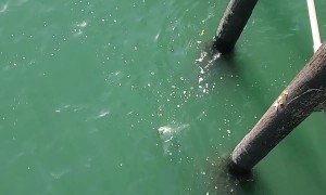 Fisherman Catches a Great White and Cuts it Free