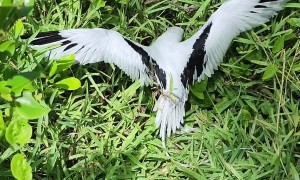 Man Helps Stuck Bird