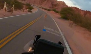 Biker encounters curious llama on Route 68 in Salta Province
