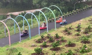 Dog Rides Luge Cart Down Hill