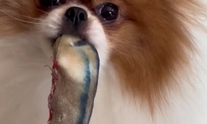 Belle the Pup Nibbling on Toy Doesn't Like Being Watched