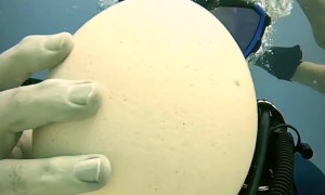 Diver Cracks Open Ostrich Egg Underwater
