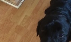 Marley the Burger Inhaler