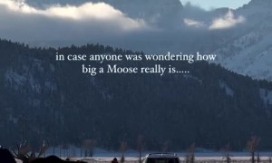 Incredible footage shows majestic huge moose in Wyoming 