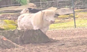 Raven Gets Mane Ingredients