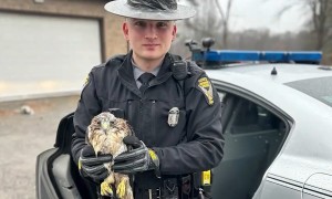 Ohio State Trooper rescues injured hawk