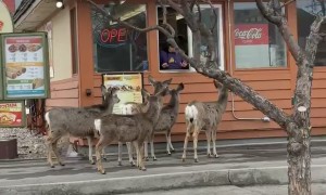 Deer Line Up At Drive Thru For Tacos
