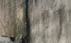 Kitten Climbs A Wall