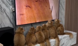 Orange Cats Watch TV