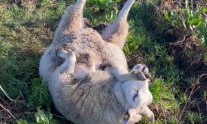 What to Do If You See a Sheep Stuck on Its Back
